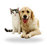 Animais