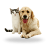 Animais