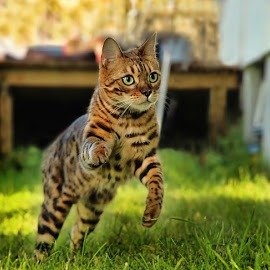 Animais